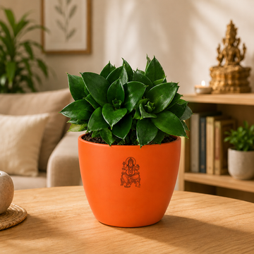 Sansevieria trifasciata 'Hahnii Jade' Plant - 2
