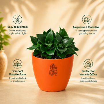Sansevieria trifasciata 'Hahnii Jade' Plant - 4