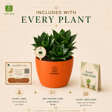 Sansevieria trifasciata 'Hahnii Jade' Plant - 5