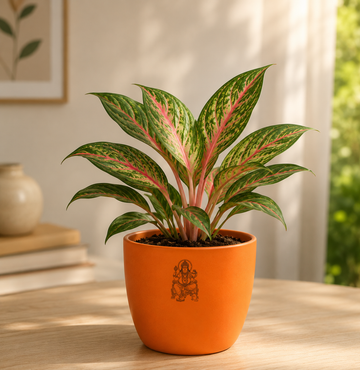 Aglaonema — Kubera's Red Plant चाइनीज एवरग्रीन / एग्लोनेमा (Aglaonema commutatum) - 4