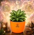 Aglaonema — Kubera's Red Plant चाइनीज एवरग्रीन / एग्लोनेमा (Aglaonema commutatum)