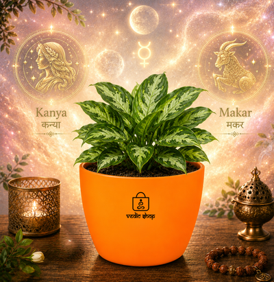 Aglaonema Plant (अग्लाओनेमा )