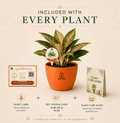 Aglaonema — Kubera's Red Plant चाइनीज एवरग्रीन / एग्लोनेमा (Aglaonema commutatum)
