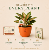 Aglaonema — Kubera's Red Plant चाइनीज एवरग्रीन / एग्लोनेमा (Aglaonema commutatum)