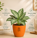 Aglaonema — Kubera's Red Plant चाइनीज एवरग्रीन / एग्लोनेमा (Aglaonema commutatum)