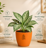 Aglaonema — Kubera's Red Plant चाइनीज एवरग्रीन / एग्लोनेमा (Aglaonema commutatum)