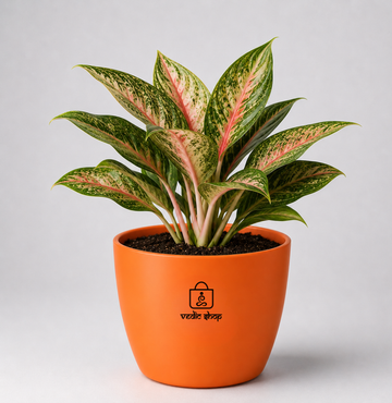 Aglaonema — Kubera's Red Plant चाइनीज एवरग्रीन / एग्लोनेमा (Aglaonema commutatum) - 3