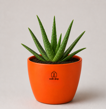 Aloe Vera — Ghrit Kumari घृत कुमारी (Aloe barbadensis) - 1