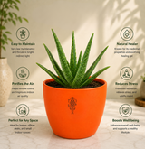 Aloe Vera — Ghrit Kumari घृत कुमारी (Aloe barbadensis)