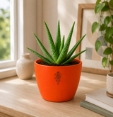Aloe Vera — Ghrit Kumari घृत कुमारी (Aloe barbadensis)