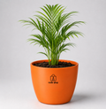 Areca Palm — Sone Ki Hatheli सोने की हथेली (Dypsis lutescens)