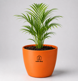 Areca Palm — Sone Ki Hatheli सोने की हथेली (Dypsis lutescens)