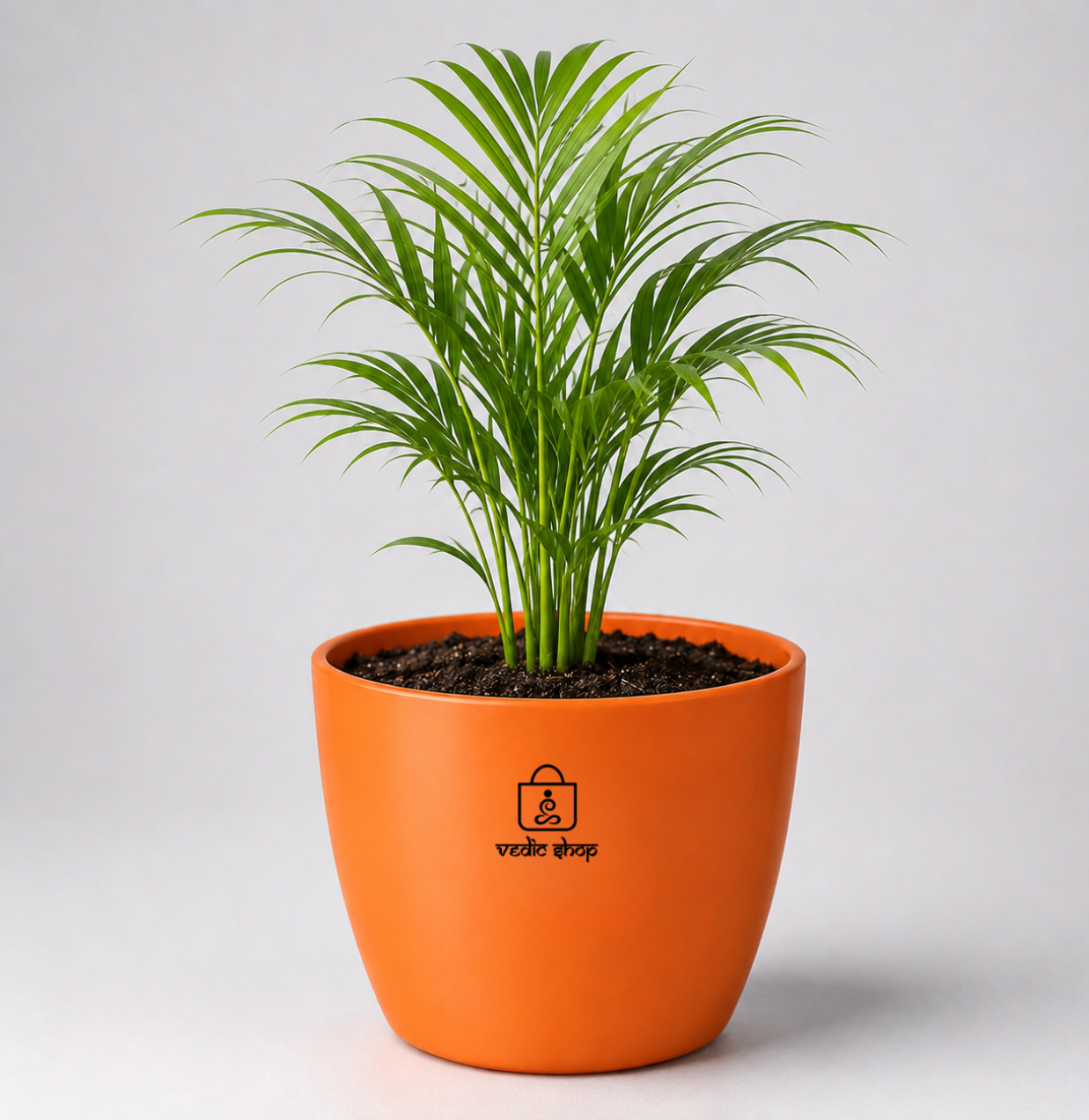 Areca Palm — Sone Ki Hatheli सोने की हथेली (Dypsis lutescens)