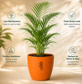 Areca Palm — Sone Ki Hatheli सोने की हथेली (Dypsis lutescens)