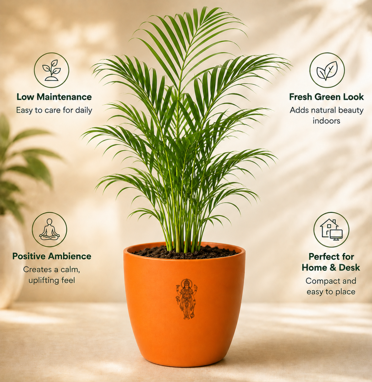 Areca Palm — Sone Ki Hatheli सोने की हथेली (Dypsis lutescens)