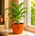 Areca Palm — Sone Ki Hatheli सोने की हथेली (Dypsis lutescens)