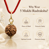 5 Mukhi Rudraksha pendent