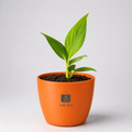 Money Plant