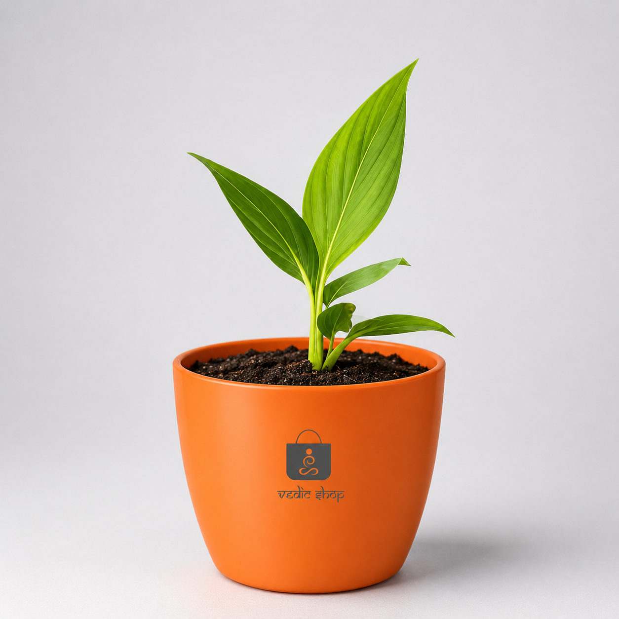 Money Plant