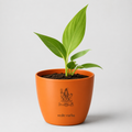 Money Plant