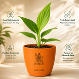 Money Plant