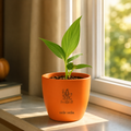 Money Plant