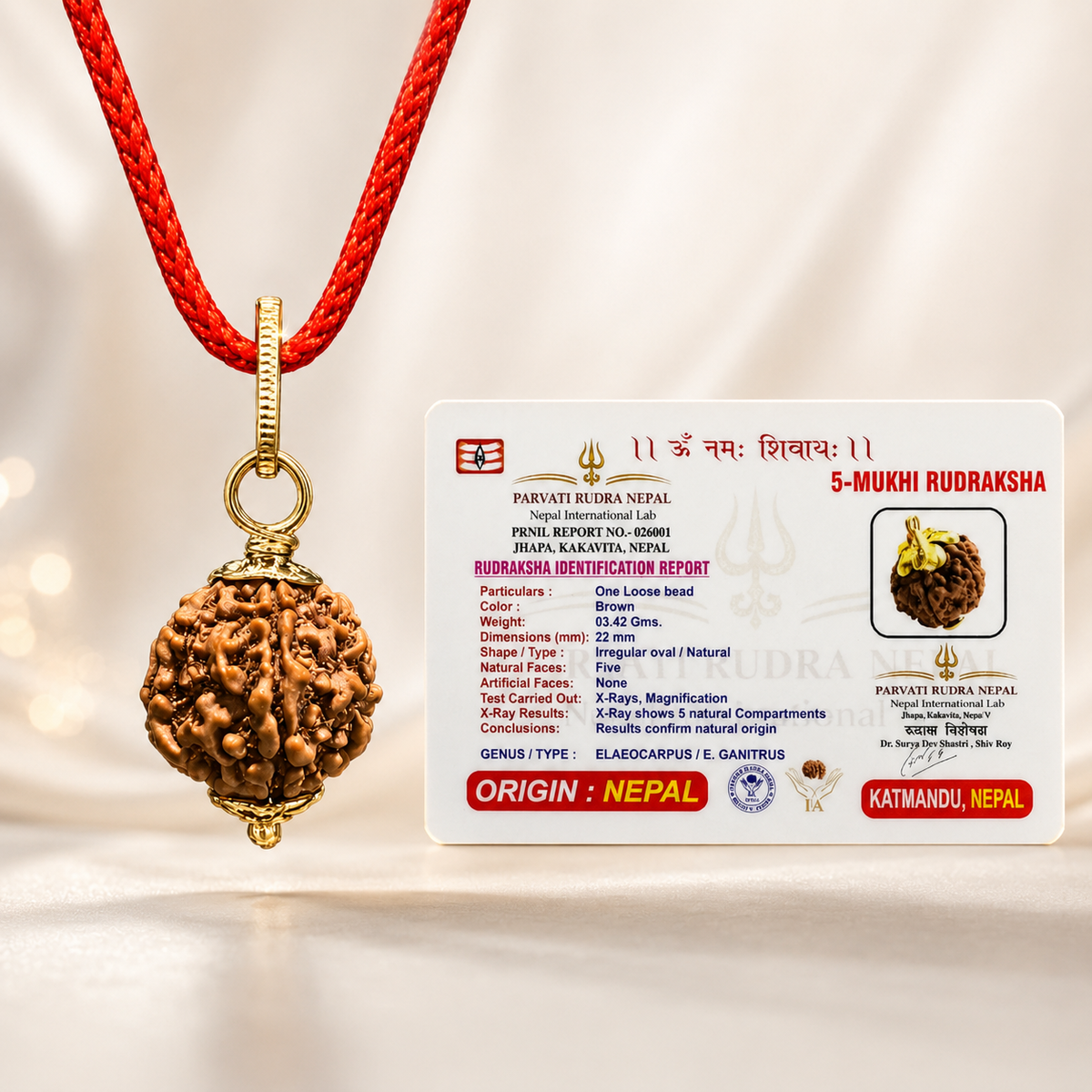 5 Mukhi Rudraksha pendent