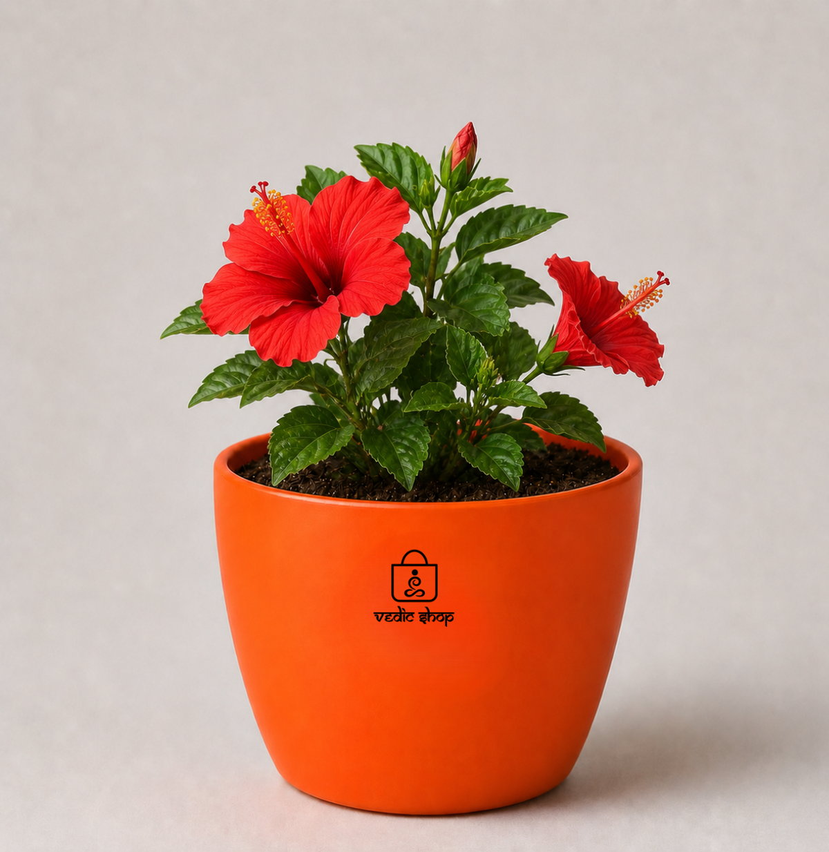 Hibiscus — Gudhal गुड़हल · Hibiscus rosa-sinensis