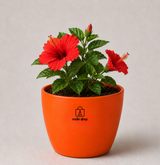 Hibiscus — Gudhal गुड़हल · Hibiscus rosa-sinensis