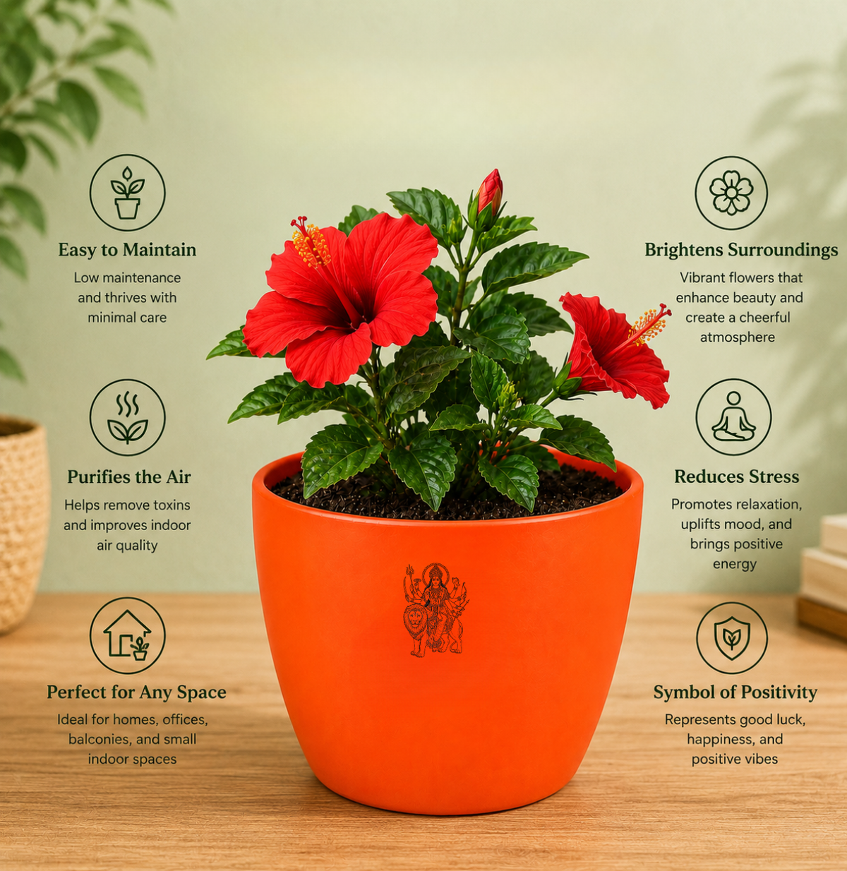 Hibiscus — Gudhal गुड़हल · Hibiscus rosa-sinensis
