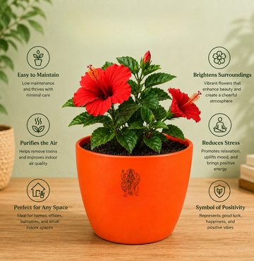 Hibiscus — Gudhal गुड़हल · Hibiscus rosa-sinensis - 2