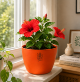 Hibiscus — Gudhal गुड़हल · Hibiscus rosa-sinensis