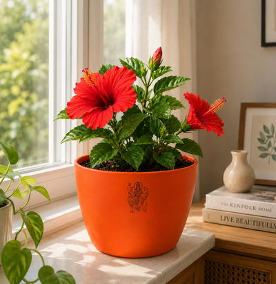 Hibiscus Plant (गुड़हल)