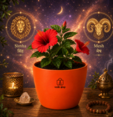 Hibiscus — Gudhal गुड़हल · Hibiscus rosa-sinensis