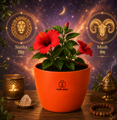 Hibiscus Plant (गुड़हल)