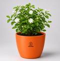 Jasmine — Mogra / Chameli मोगरा / चमेली (Jasminum sambac)