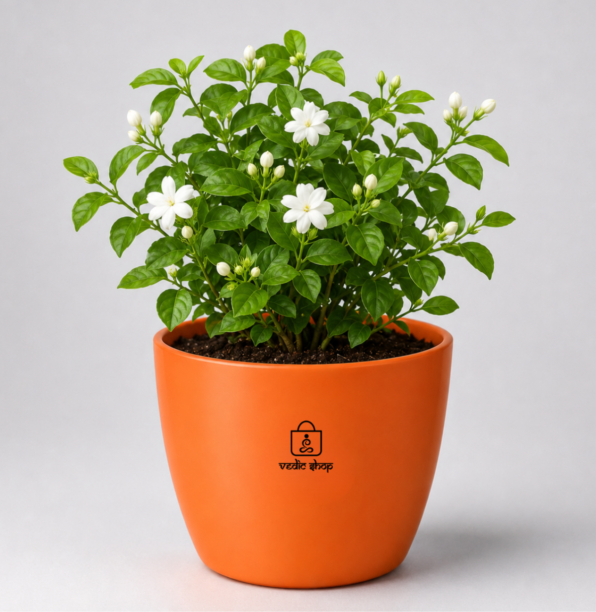 Jasmine — Mogra / Chameli मोगरा / चमेली (Jasminum sambac)
