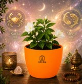 Jasmine — Mogra / Chameli मोगरा / चमेली (Jasminum sambac)
