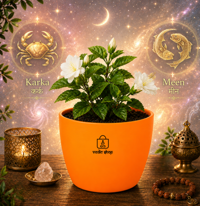 Jasmine Plant (चमेली)