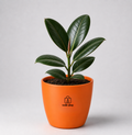 Rubber Plant — Ganesha's Ficus रबड़ प्लांट (Ficus elastica)