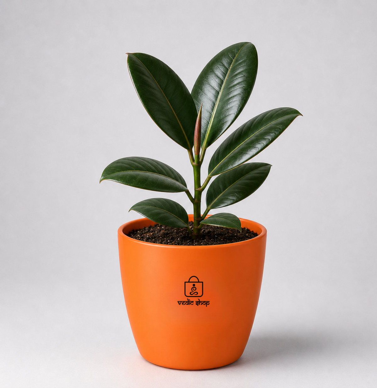 Rubber Plant — Ganesha's Ficus रबड़ प्लांट (Ficus elastica)