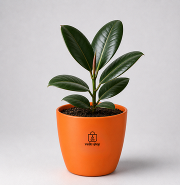 Rubber Plant — Ganesha's Ficus रबड़ प्लांट (Ficus elastica) - 1