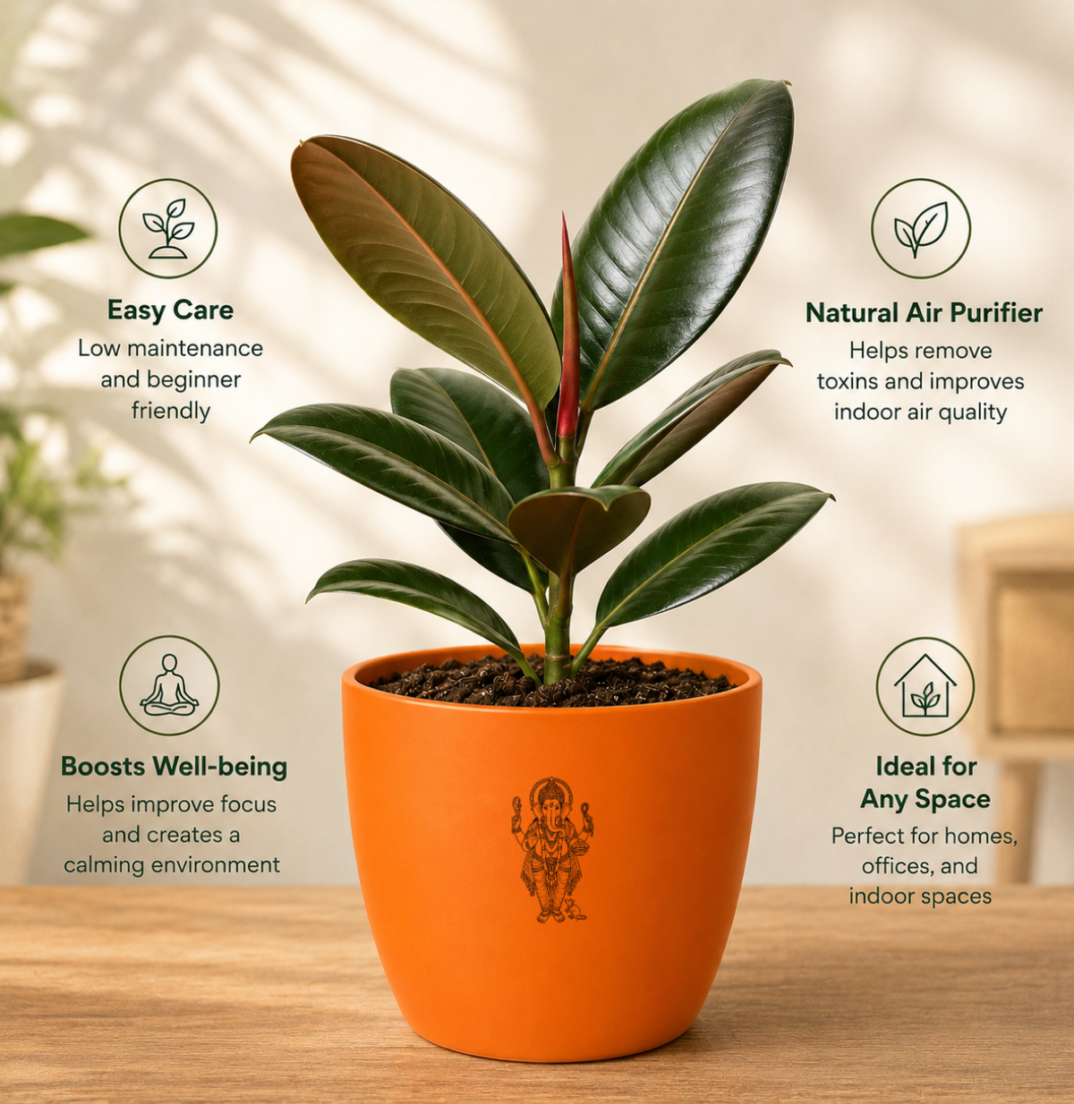 Rubber Plant — Ganesha's Ficus रबड़ प्लांट (Ficus elastica)