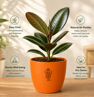 Rubber Plant — Ganesha's Ficus रबड़ प्लांट (Ficus elastica) - 2