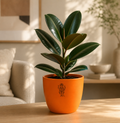 Rubber Plant — Ganesha's Ficus रबड़ प्लांट (Ficus elastica)