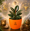 Rubber Plant — Ganesha's Ficus रबड़ प्लांट (Ficus elastica)