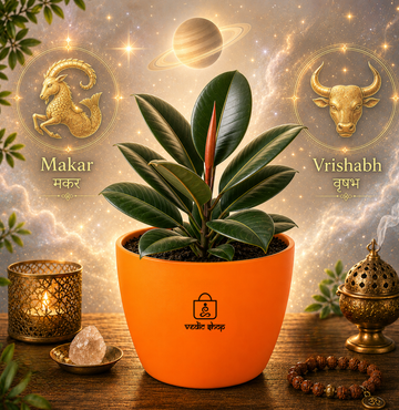 Rubber Plant — Ganesha's Ficus रबड़ प्लांट (Ficus elastica) - 4