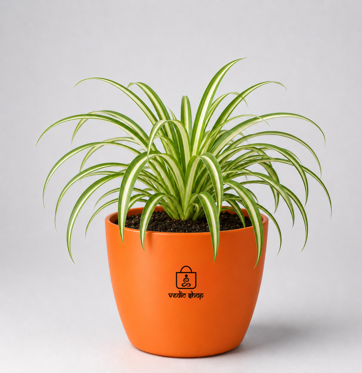 Spider Plant — Rahu's Cosmic Guardian स्पाइडर प्लांट (Chlorophytum comosum)
