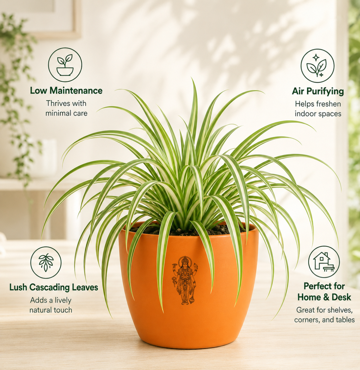 Spider Plant — Rahu's Cosmic Guardian स्पाइडर प्लांट (Chlorophytum comosum)