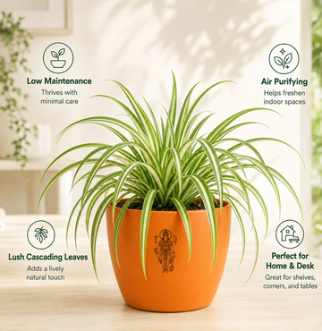 Spider Plant — Rahu's Cosmic Guardian स्पाइडर प्लांट (Chlorophytum comosum) - 2